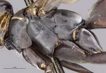 Media type: image;   Entomology 13678 Aspect: thorax lateral